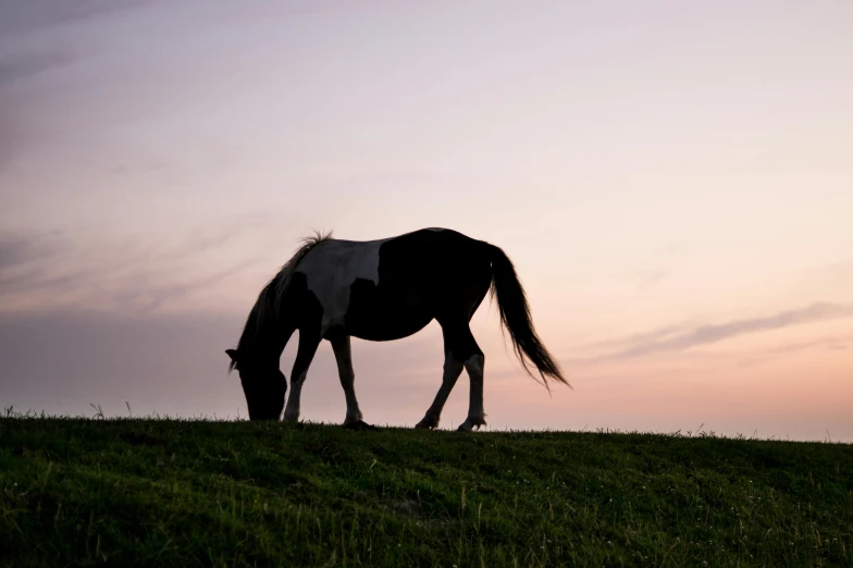 the horse is standing on top of the hill eating grass