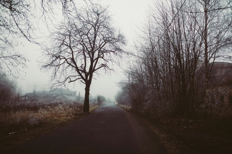 a road surrounded by trees on a hazy day