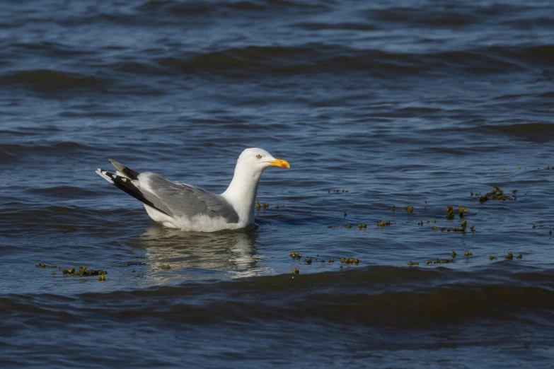 a sea bird is in the water near small bushes