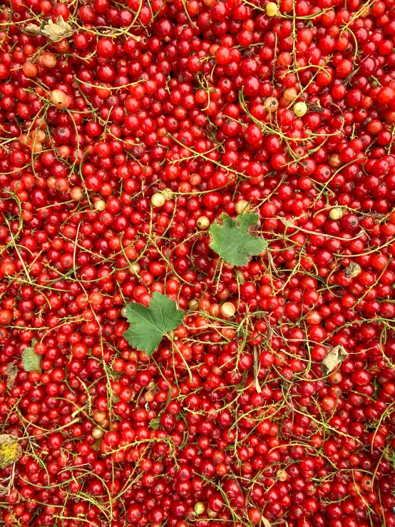many red berries are scattered around the plants