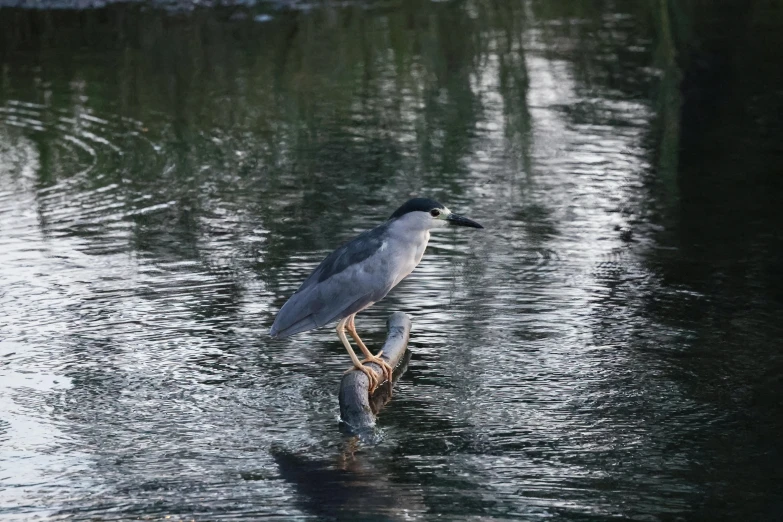 a grey and black bird in a lake