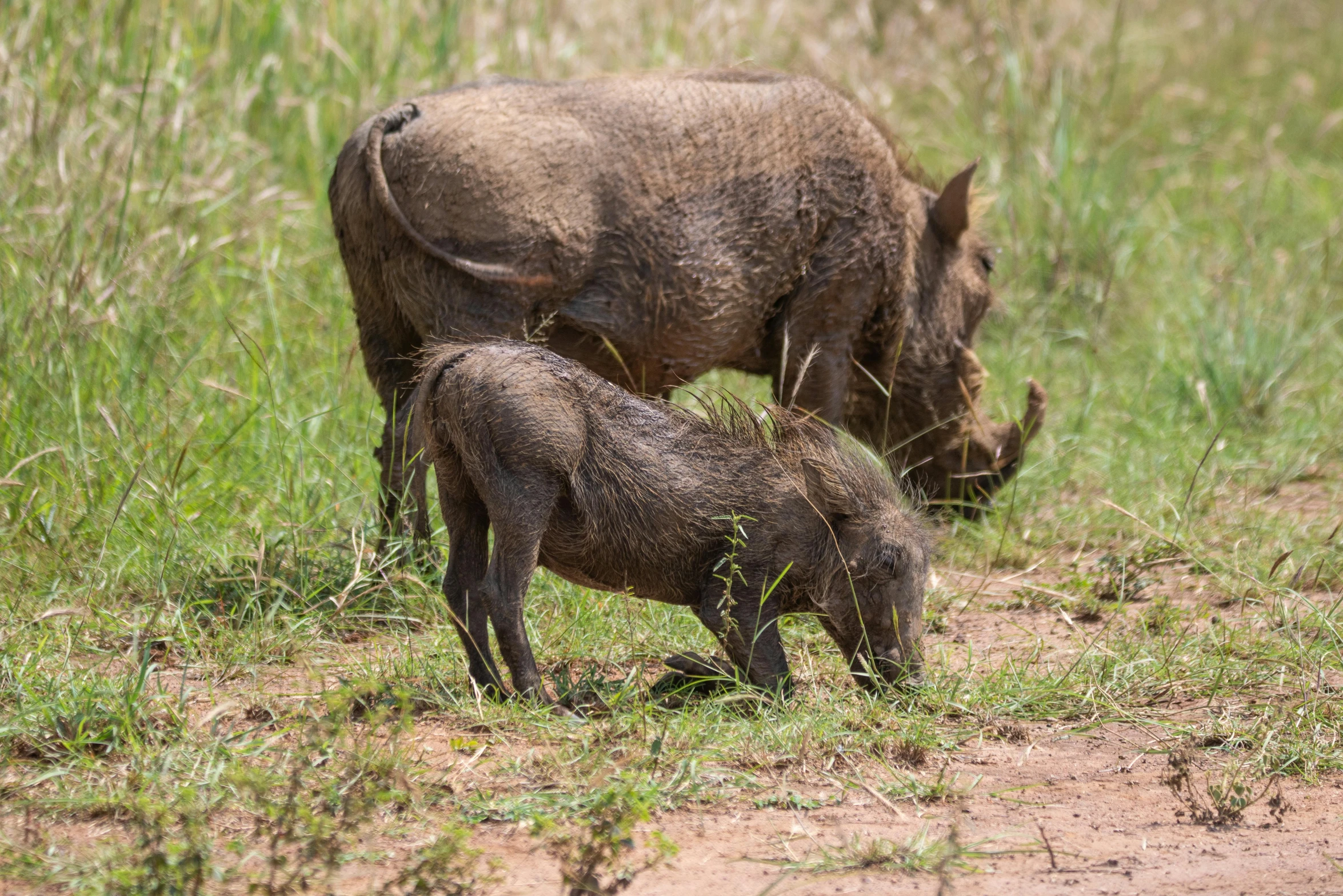 a large brown boar and calf grazing on grass