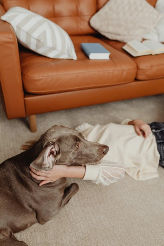 a person petting a dog sitting on the floor