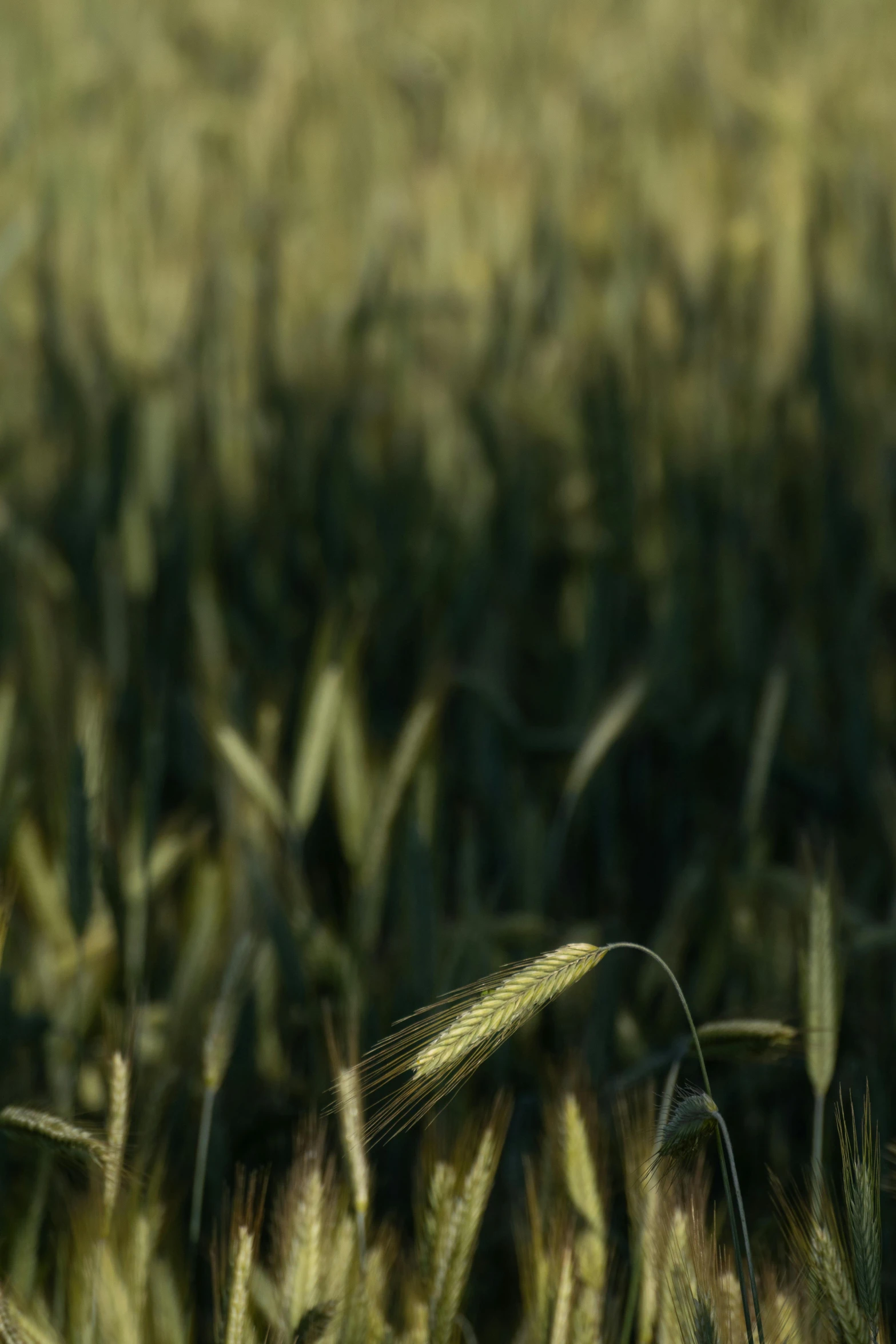 a bird flying over a tall field of grass