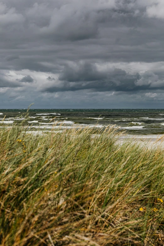 some sea oats and one single umbrella and water