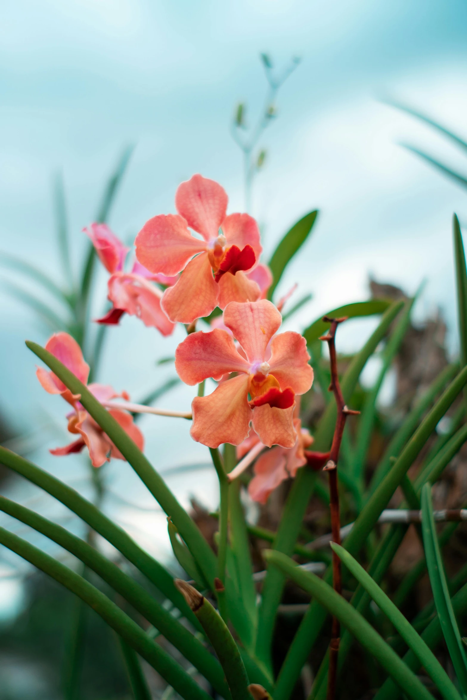 a couple of orange and pink flowers sitting on top of green plants