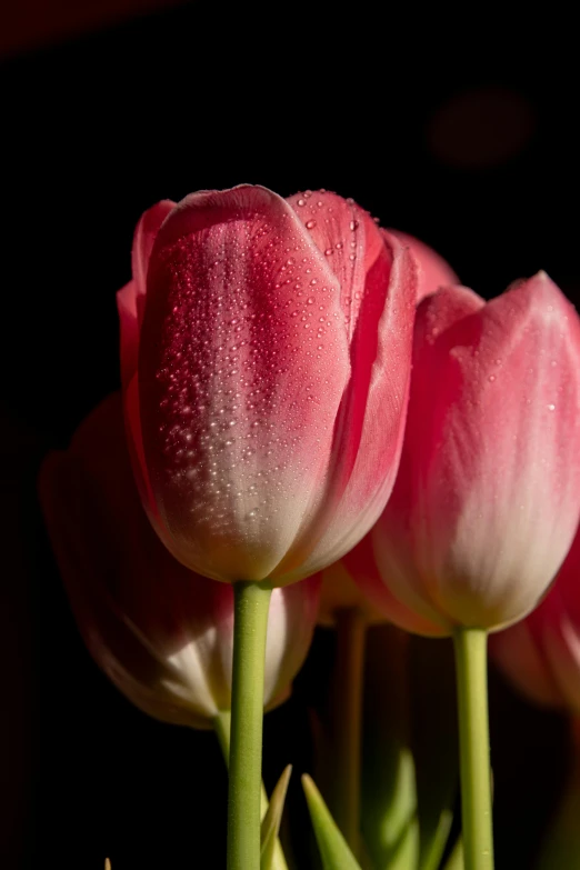 three flowers are shown on a dark background