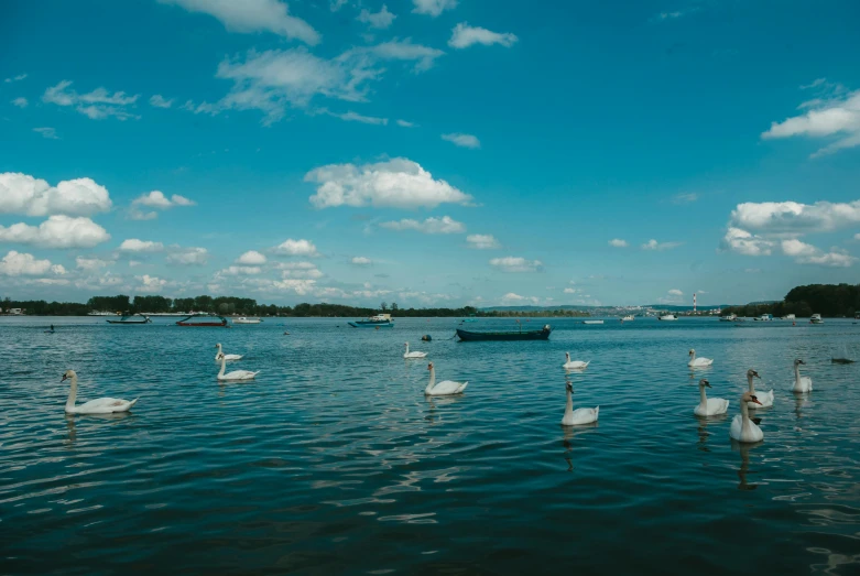 a group of white swans are swimming on the water