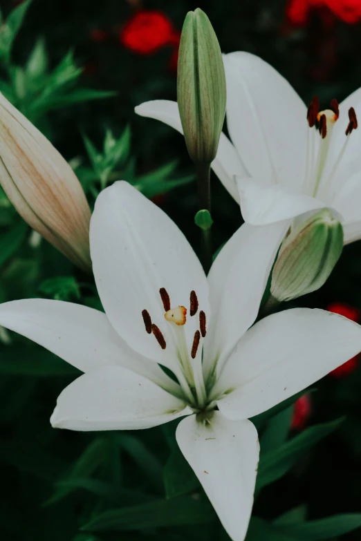 a couple of white flowers are next to each other