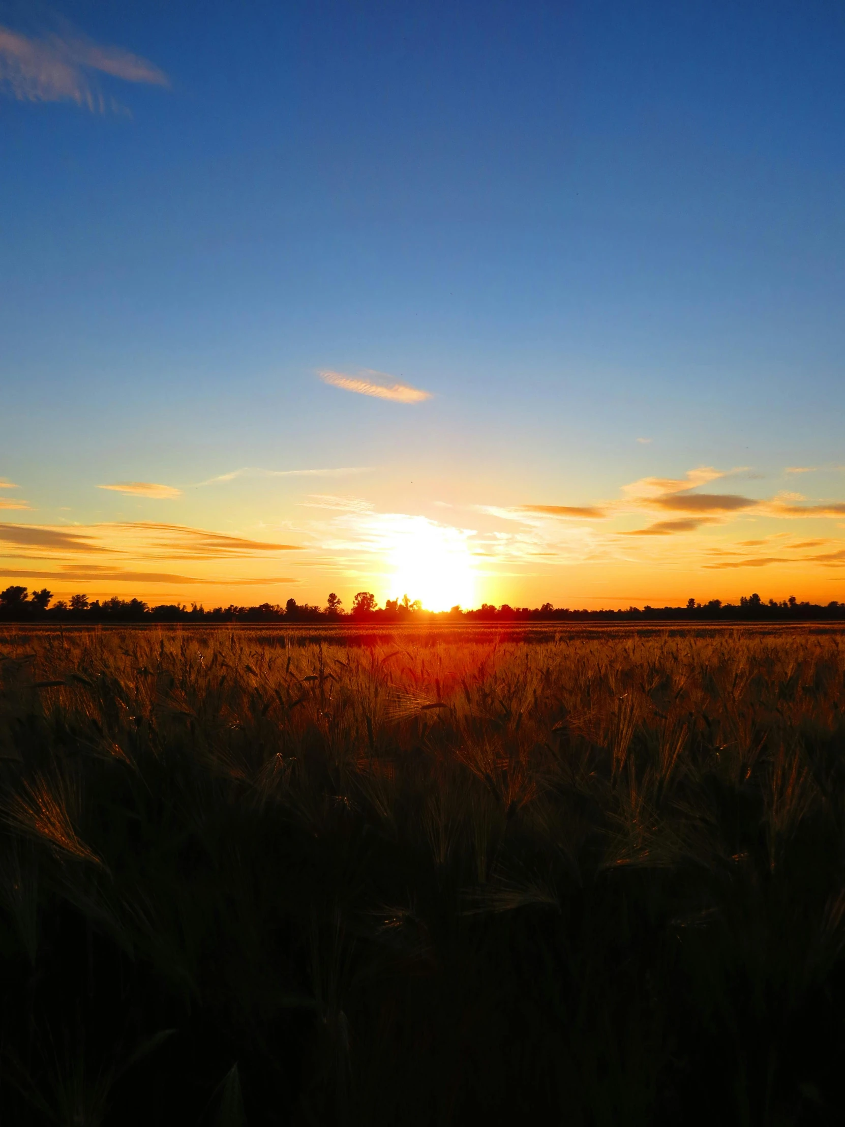 the sun rises over a field that has a row of trees in it