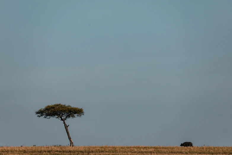 a lone elephant walks through the plains alone