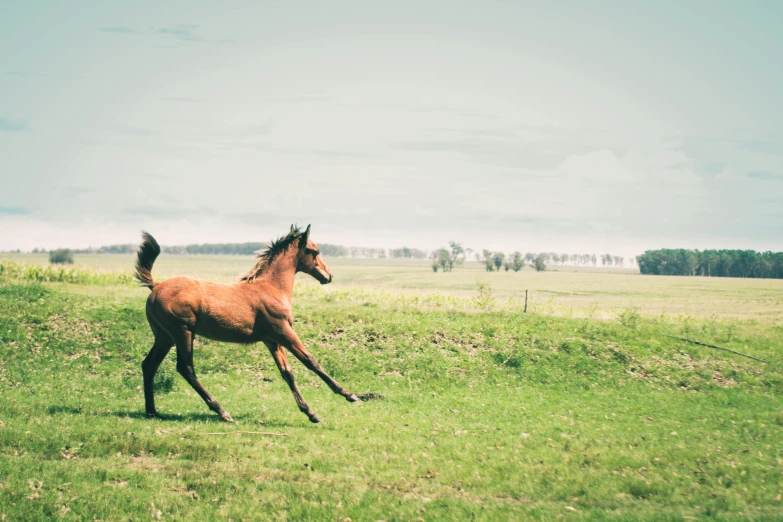 a horse is running through a grassy field