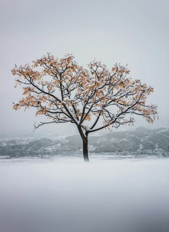 a single tree with orange leaves in a foggy field