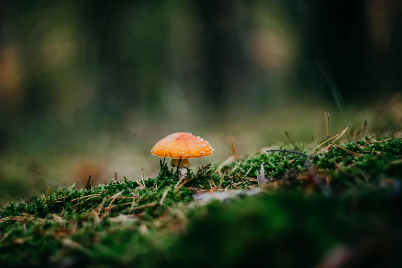 a close up of a mushrooms head with moss growing on it