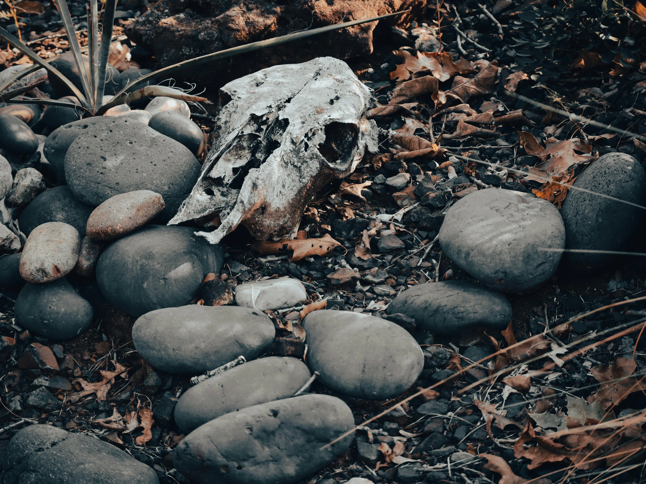 the fallen tree log is surrounded by gray stones