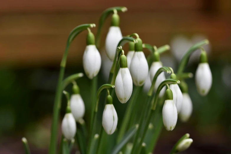 the flowers are all blooming in the garden