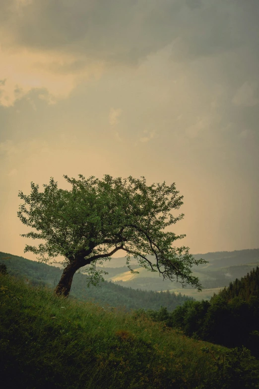 the lone tree is overlooking a green valley