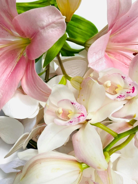 close up of pink and white flowers, with leaves