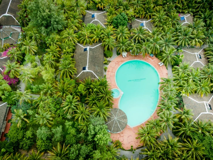 an aerial view of palm trees and a pool