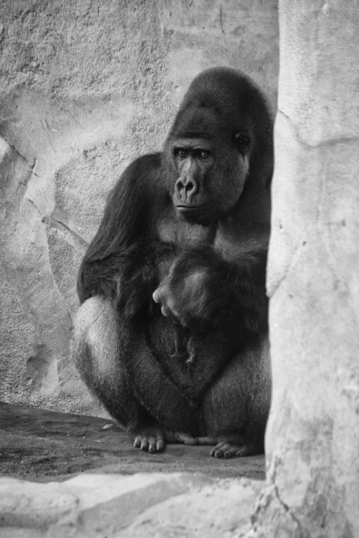 an adult gorilla holds the baby in its lap