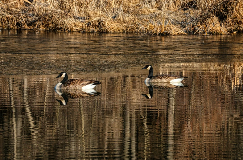 three ducks are swimming in the lake