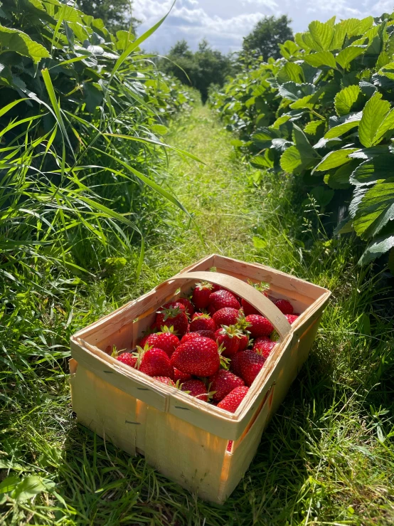 strawberries in a basket sitting on the ground in a field