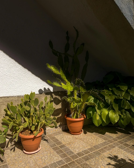 three small potted plants next to some grass