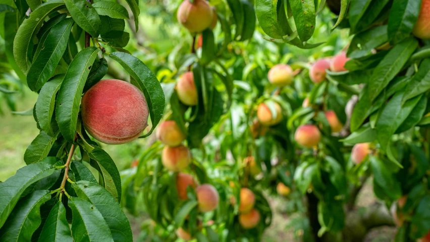 there is ripe peaches growing on the trees