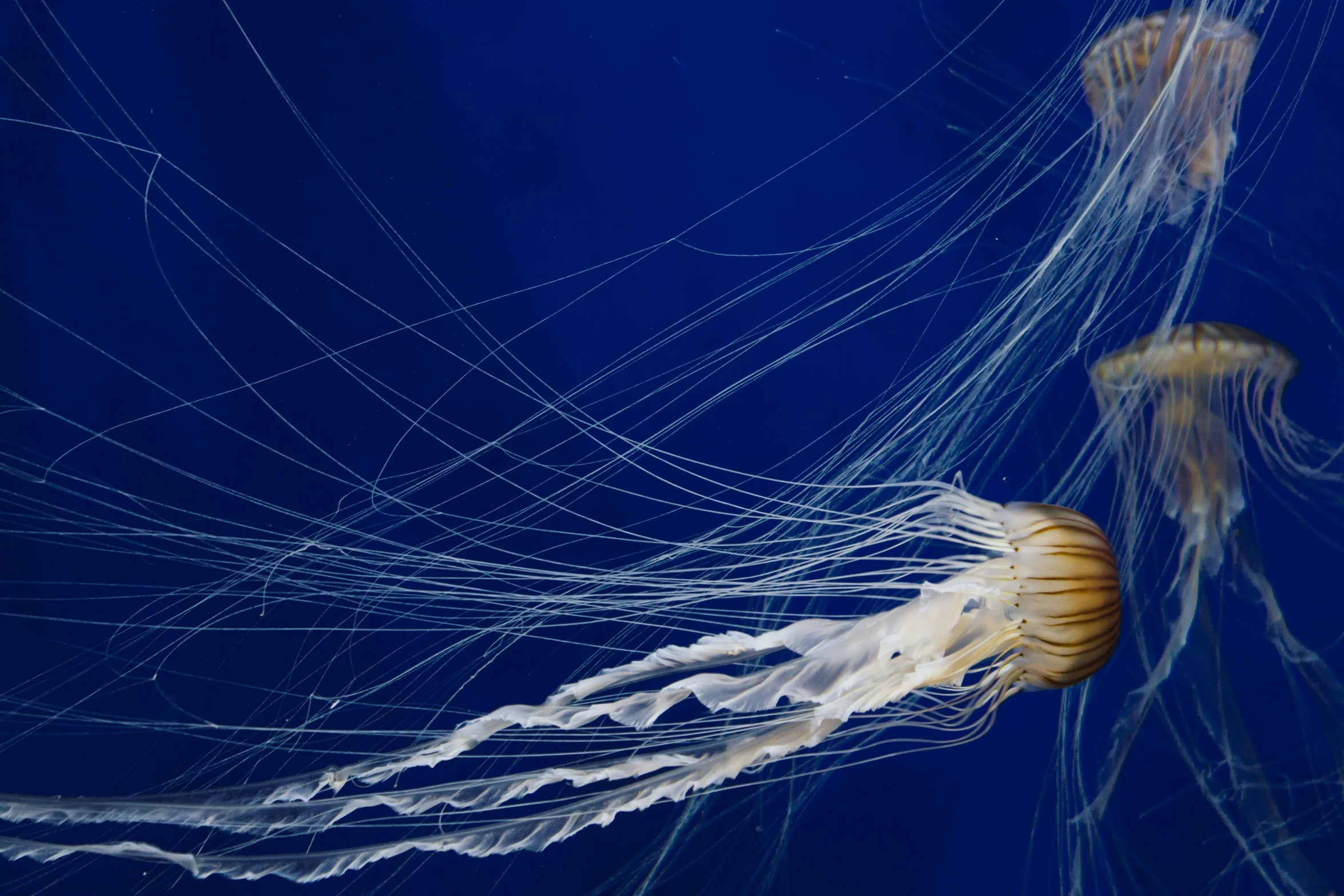 a close - up of two jelly fish swimming together