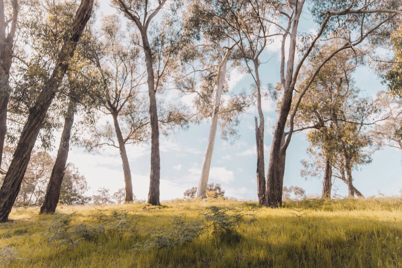 some green grass trees and some clouds in the sky