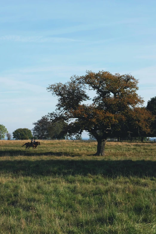 a big grassy field with horses in the distance