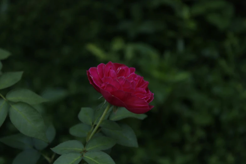 there is a red flower that is on top of the green leaves