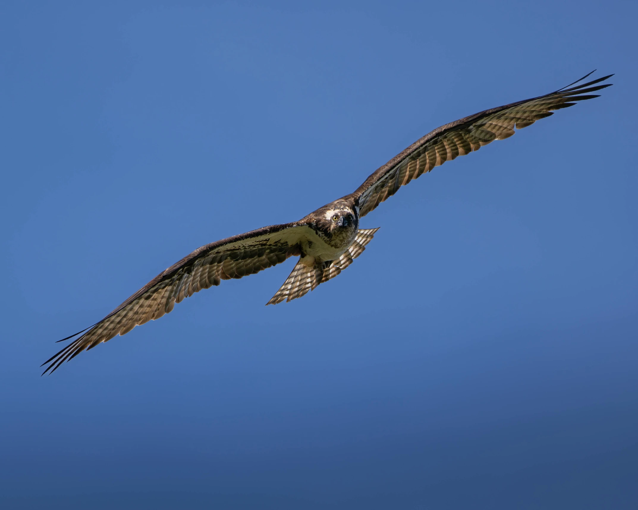 a large bird is flying in the sky