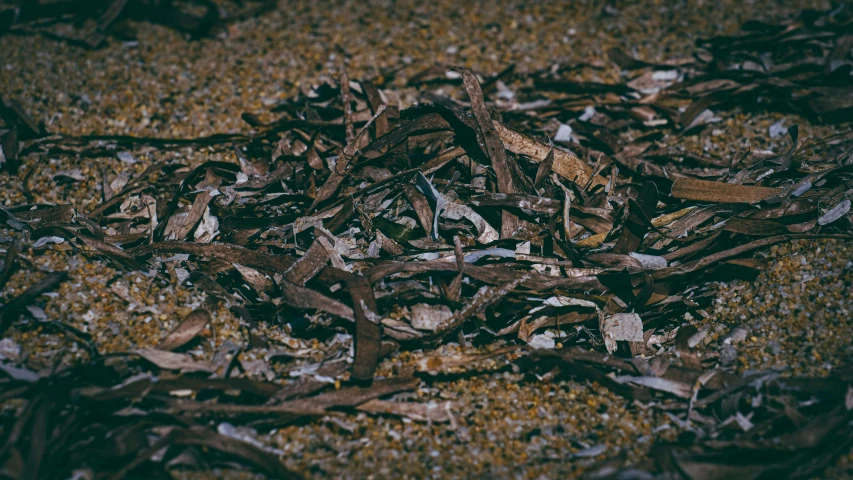 a bunch of rotting, dried up leaves