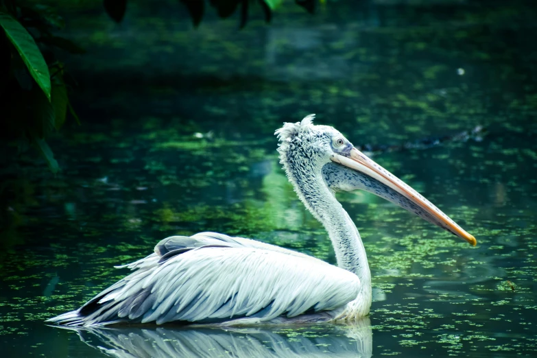 large bird with long beak sitting in the water