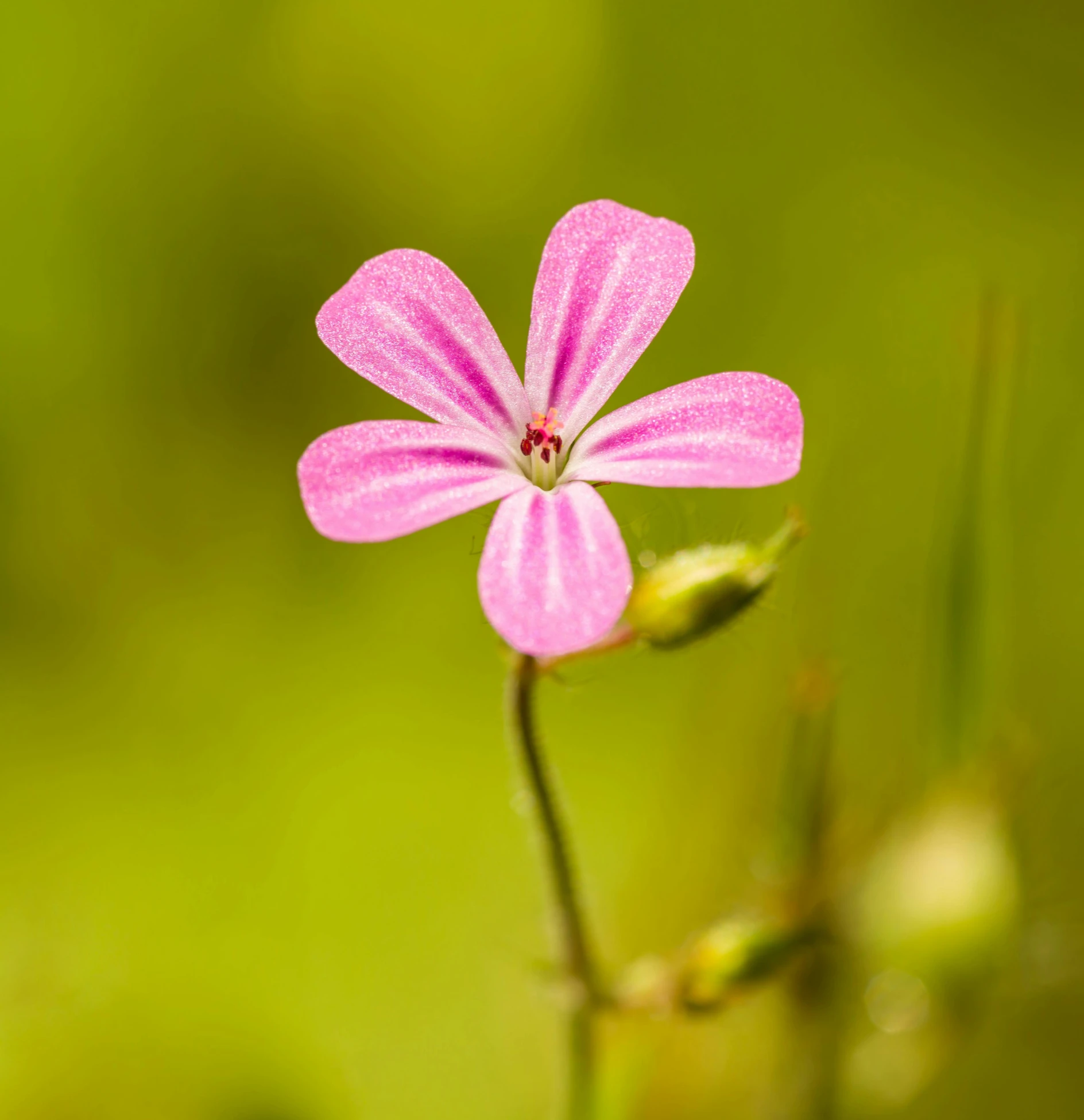 pink flower that is blooming in the field