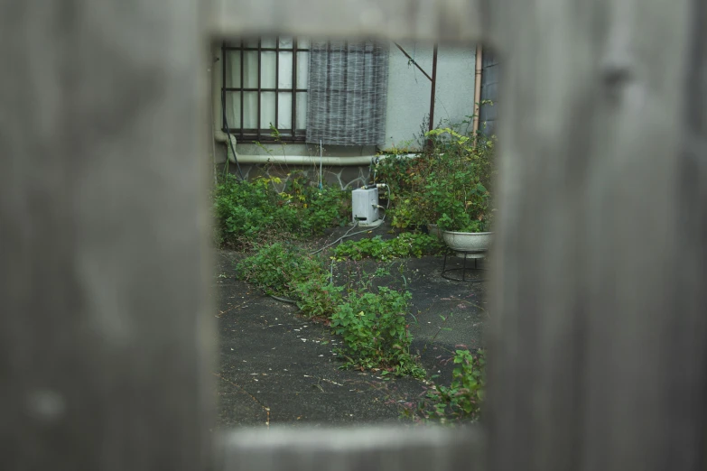 an outside view of an area with shrubs and weeds and bushes in the reflection