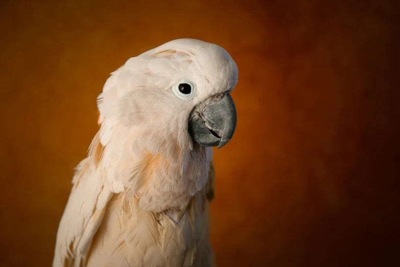 a close up s of a white bird