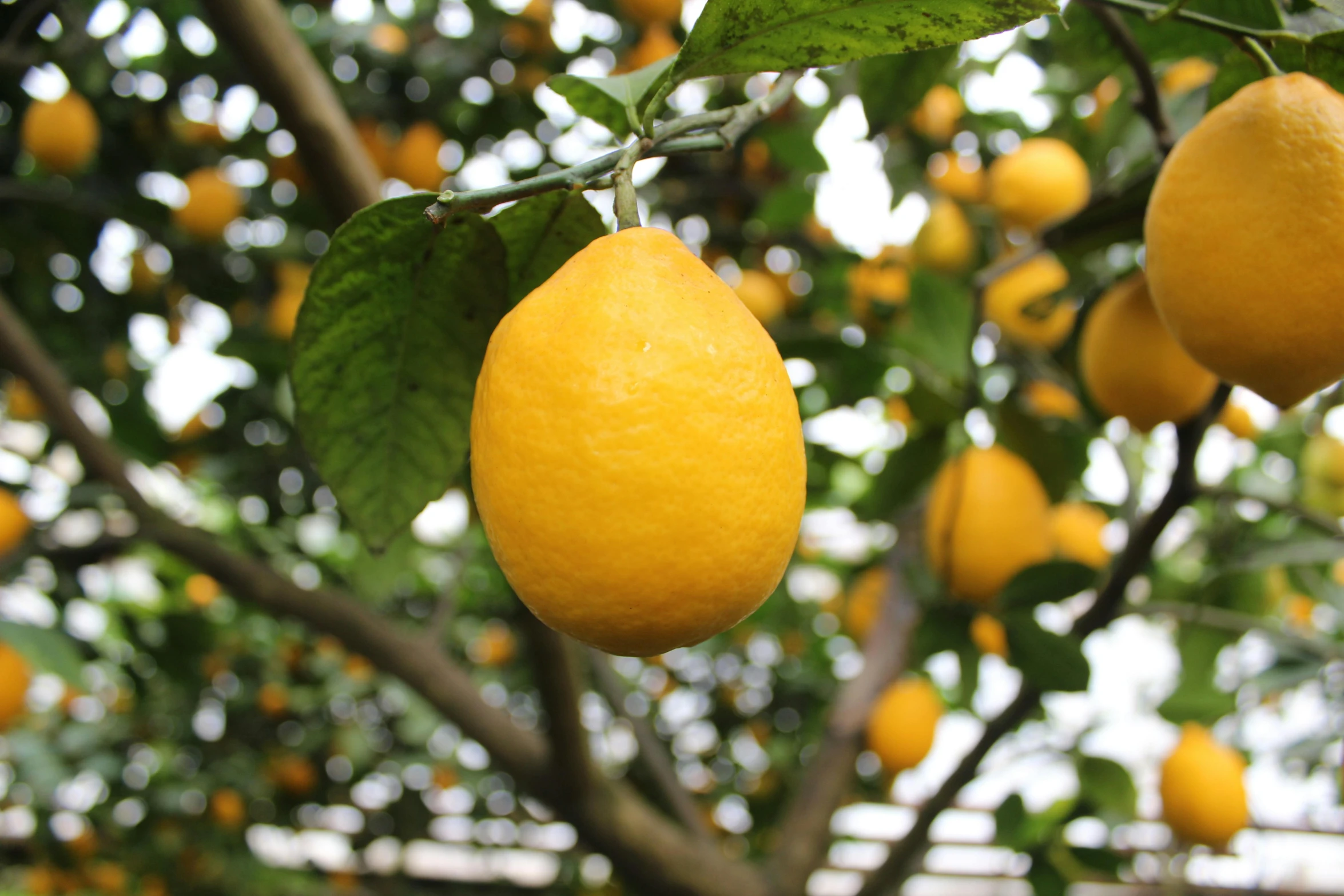 a close up of several ripe lemons growing on a tree