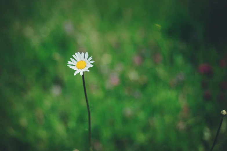 a lone flower grows out of the grass