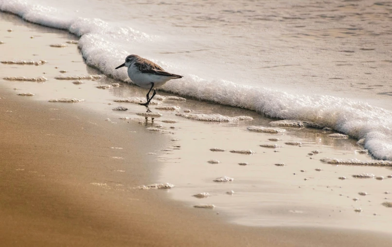 a bird standing on the wet shore line next to the water