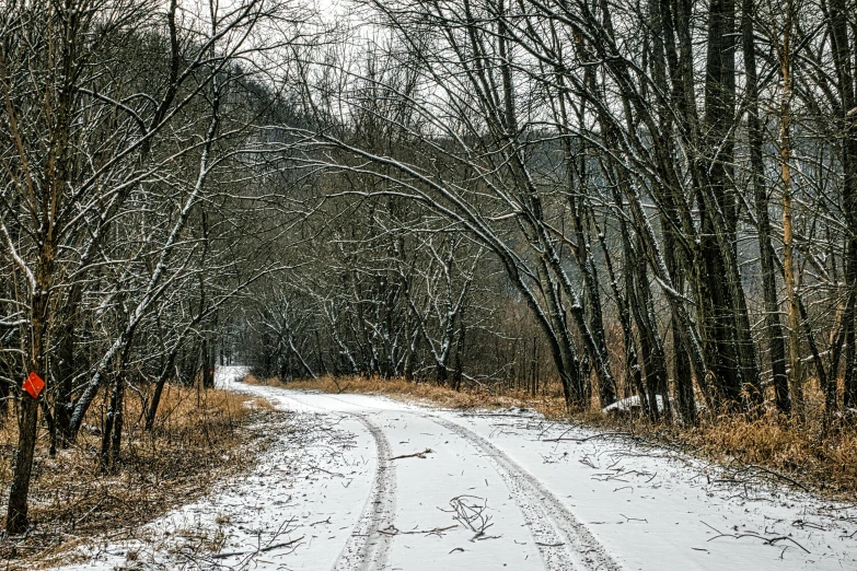 a rural road covered in snow surrounded by trees