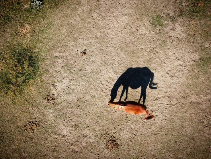 a horse grazing on a dirt ground next to some grass