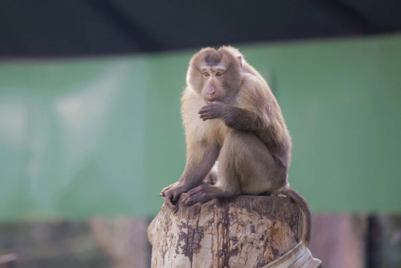 a small monkey standing on a wooden stump