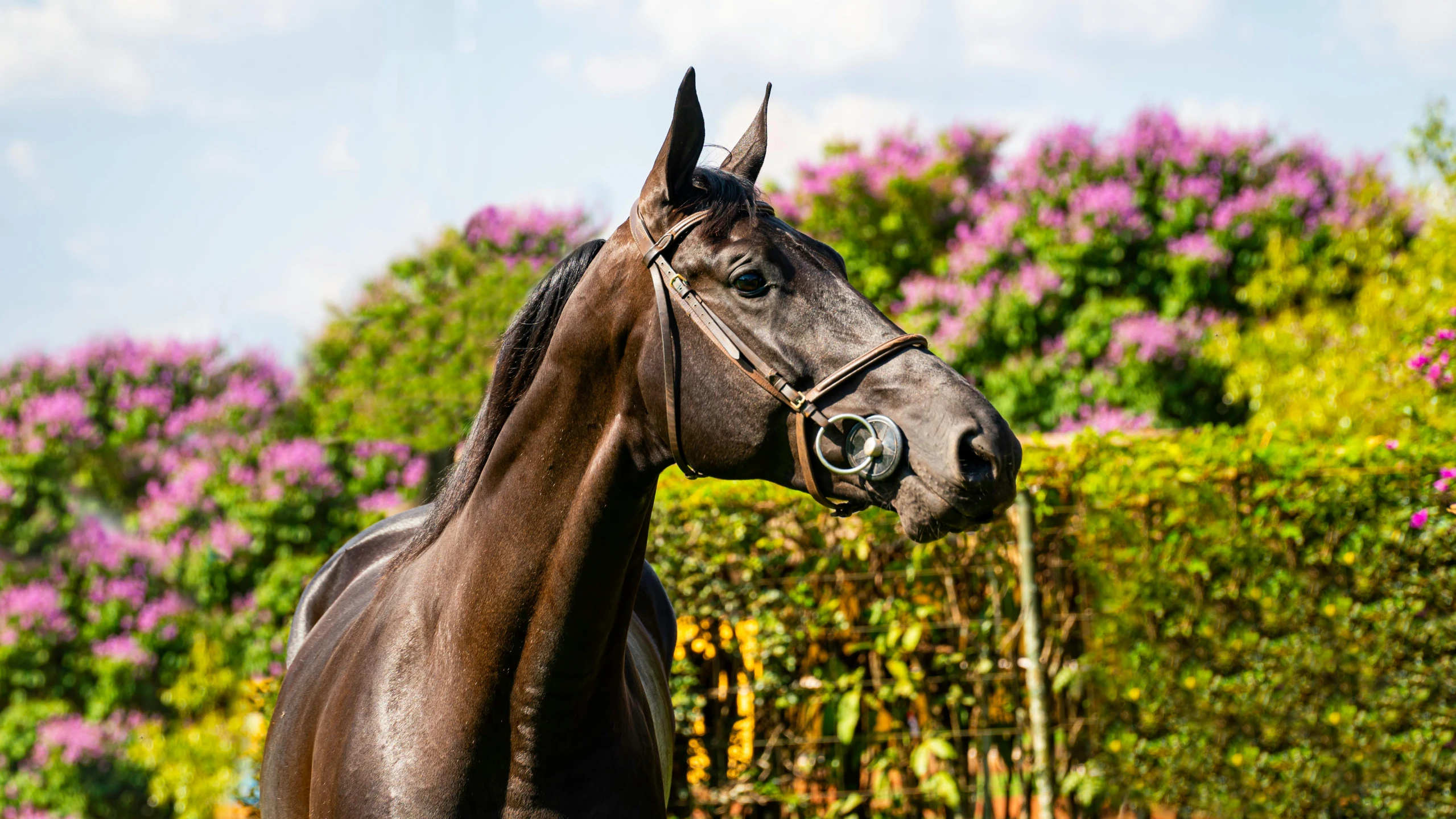 a beautiful horse is standing in front of some bushes and purple flowers