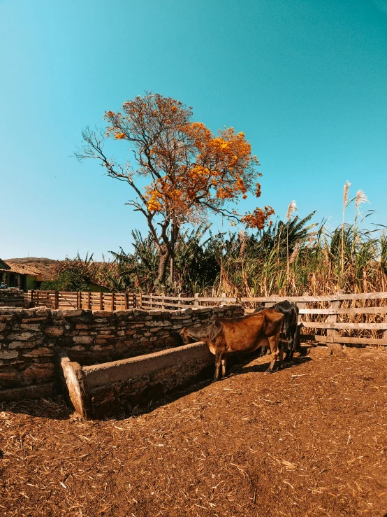 a cow is seen eating from the ground