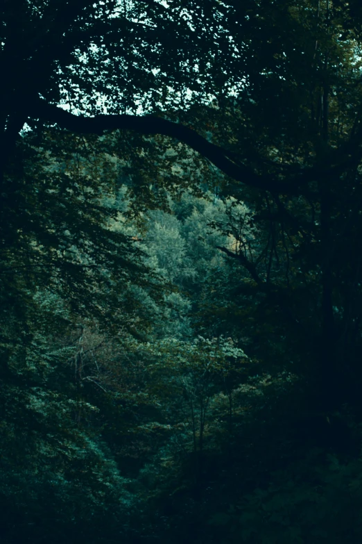 a full view of a dark forest with lots of trees