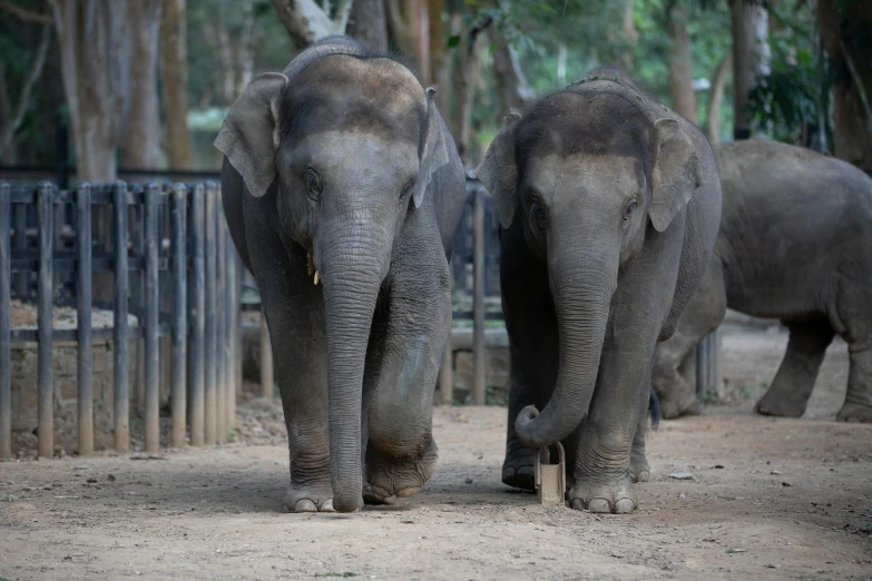 two elephants walk side by side through a zoo pin