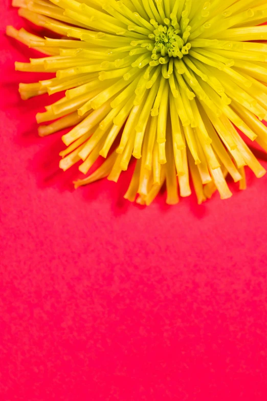 a single flower sitting on top of a red table