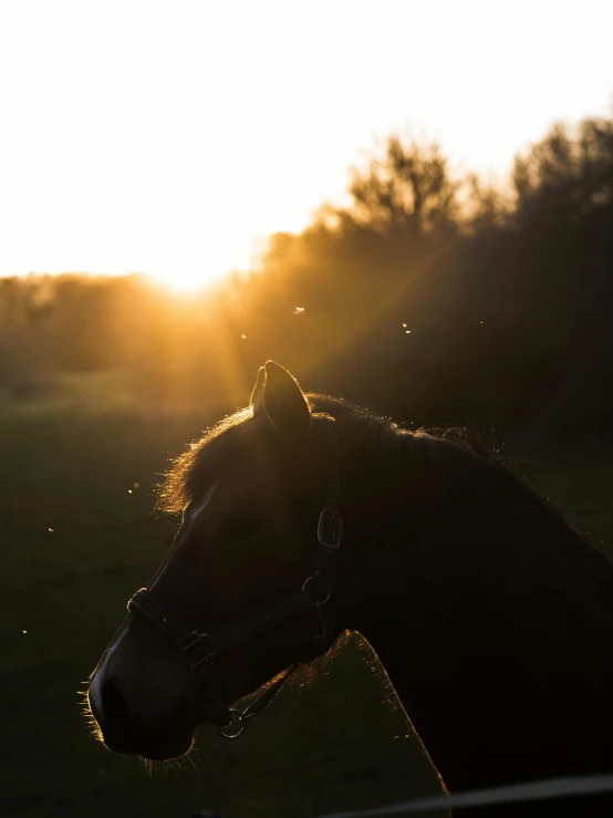 the silhouette of a horse in front of a sun setting